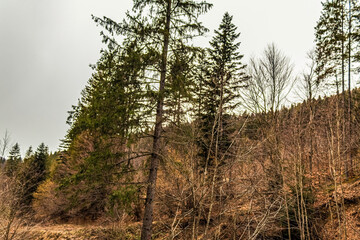 Fototapeta premium Landscapes - Forest - Europe, Romania, Suceava region