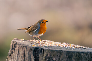 robin eating on a tree stump