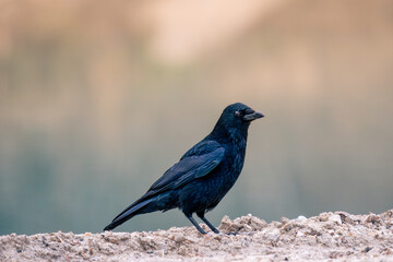 crow on the ground