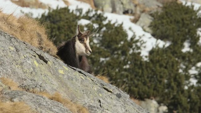 Tatra chamois lying on mountains in winter time