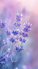 Obraz premium Beautiful Lavender Flowers on Soft Purple Background in Bloom