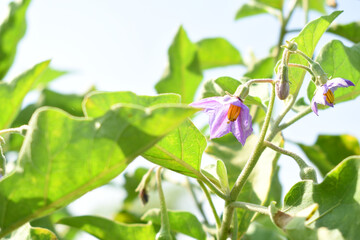 brinjal flower bloom on plant, A close up of purple Brinjal flowers in the garden with green leaves closeup, Beautiful brinjal flower.Purple color flower. Eggplant flower close up with leaves