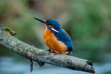 kingfisher on branch