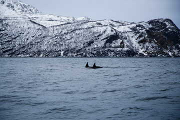 Obraz premium Adult female orca with calf near Skjervoya island. Northern Norway.