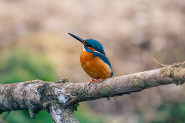 kingfisher on branch