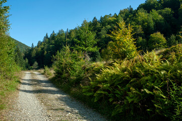Road in an autumn forest. Forest in sunlight. Shadows of spruce trees across a forest road.