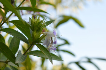 Crested Philippine violet or Bluebell barleria (Barleria cristata Lavender Lace) rare variety wild flower medicinal plant, close up, Barleria Cristata Lavender Lace Flowers With Leaves In Garden,