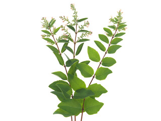 Branch of common snowberry shrub with white flowers and leaves isolated on white, Symphoricarpos albus