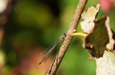 Small dragonfly perched on a thin branch with blurred green background