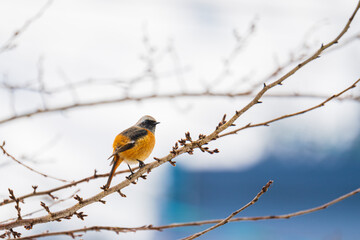 冬枯れの枝に飛来したジョウビタキ
