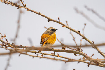 Fototapeta premium 冬枯れの枝にとまり朝日を浴びるジョウビタキ 