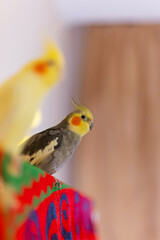 Cockatiel parrots.Funny parrots.Cockatiel pets.Bird with a crest.Cute animal.Funny bird.Cockatiel.Parrots are playing.
Caring for pets.Birds.Animals.Cute cockatiel.Home pet parrot.The best birds.