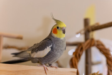 Beautiful photo of a bird.Funny parrot.Cockatiel parrot.
Home pet yellow bird.Beautiful feathers.Cute cockatiel.Home pet parrot.A bird with a crest.Natural color.Birdie.The parrot looks in the mirror.