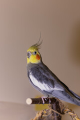 Cockatiel parrots.Funny parrots.Cockatiel pets.Bird with a crest.Cute animal.Funny...