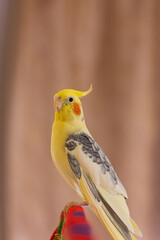 Cockatiel parrots.Funny parrots.Cockatiel pets.Bird with a crest.Cute animal.Funny bird.Cockatiel.Parrots are playing.
Caring for pets.Birds.Animals.Cute cockatiel.Home pet parrot.The best birds.