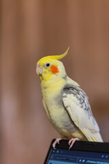 Beautiful photo of a bird.Funny parrot.Cockatiel parrot.
Home pet yellow bird.Beautiful feathers.Cute cockatiel.Home pet parrot.A bird with a crest.Natural color.Birdie.The parrot looks in the mirror.