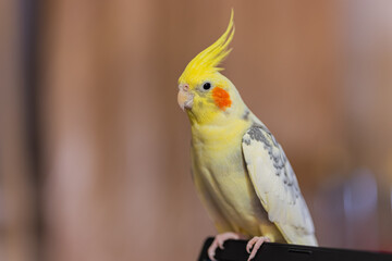 Beautiful photo of a bird.Funny parrot.Cockatiel parrot.
Home pet yellow bird.Beautiful feathers.Cute cockatiel.Home pet parrot.A bird with a crest.Natural color.Birdie.The parrot looks in the mirror.