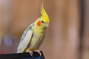 Beautiful photo of a bird.Funny parrot.Cockatiel parrot.
Home pet yellow bird.Beautiful feathers.Cute cockatiel.Home pet parrot.A bird with a crest.Natural color.Birdie.The parrot looks in the mirror.