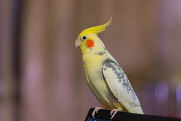 Beautiful photo of a bird.Funny parrot.Cockatiel parrot.
Home pet yellow bird.Beautiful feathers.Cute cockatiel.Home pet parrot.A bird with a crest.Natural color.Birdie.The parrot looks in the mirror.