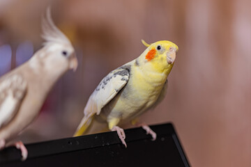 Cockatiel parrots.Funny parrots.Cockatiel pets.Bird with a crest.Cute animal.Funny bird.Cockatiel.Parrots are playing.
Caring for pets.Birds.Animals.Cute cockatiel.Home pet parrot.The best birds.
