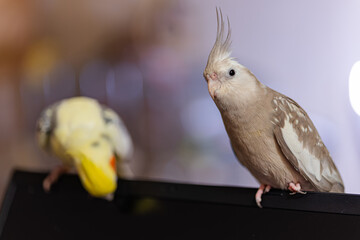 Gray parrot.Corella parrot.Pet cockatiel parrot.White-faced cockatiel.Beautiful cute...