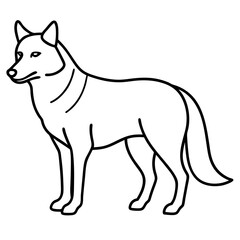 wolf isolated on white background