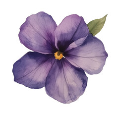 wild flower isolates watercolor painting