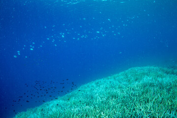 ロクセンスズメダイの群れ　小笠原