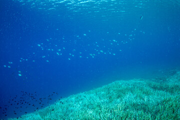 ロクセンスズメダイの群れ　小笠原