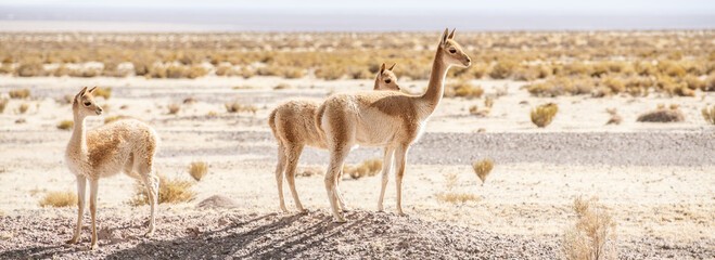 3 vicuna's on the salt plain of Salinas Grandes in the north of Argentina. Panorama photo.