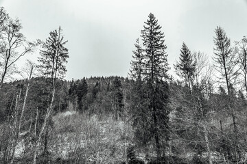 Landscapes - Forest - Europe, Romania, Suceava region