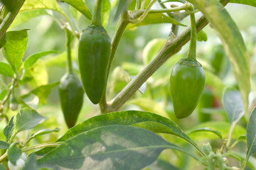 fresh green chili on plant closeup, chili plants in organic farming, Chilies closeup in field, Green chili plant in a farmer's field, Ripe green chili on a plant in Chakwal, Punjab, Pakistan