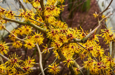 Witch Hazel (Hamamelis virginiana) flowers close-up. Hamamelidaceae deciduous tree. Yellow flowers in early spring. Spring floral background. selective focus