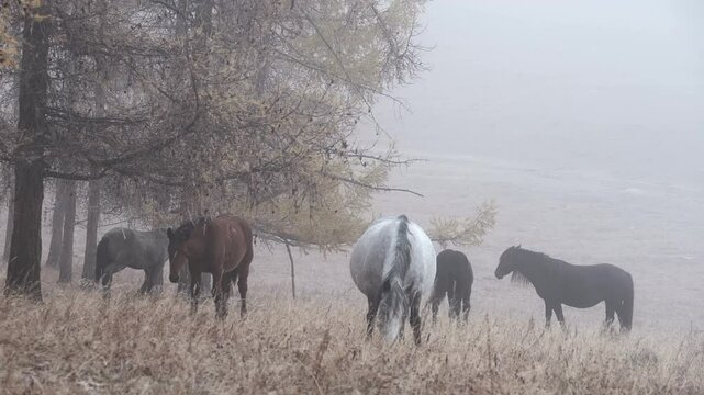 Free adorable horses graze on countryside autumn field searching for feed. Bred animals walk together and eating dry grass. Autumn foggy morning, Altai