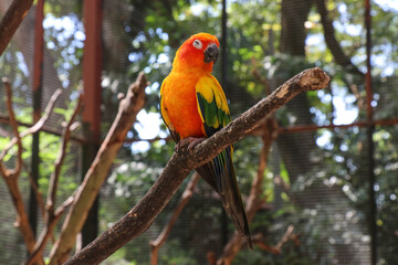 Closeup of sun parakeet or sun conure Aratinga solstitialis, bird. It is a medium-sized, vibrantly colored parrot .