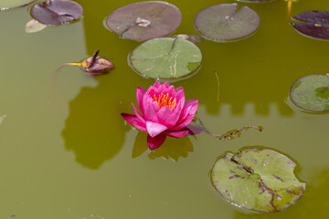 Beautiful pink lotus flower in a pond