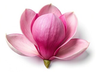 Obraz premium Pink Magnolia Blossom Petal, Isolated White Background, Top View, Macro, Flat Lay
