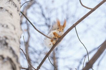 squirrel in winter color sits high on the branches of a tree and looks down, a squirrel in the forest,