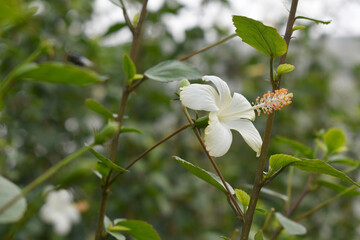 Beautiful flower of Shoeblack on plant, flower, white Shoeblackplant flower, shoe black plant flowers bloom among its dense leaves, Beautiful big white flower closeup, Chakwal, Punjab, Pakistan