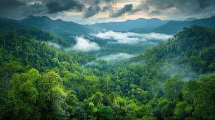 Rainforest scenes nature concept. A breathtaking aerial view of lush green mountains shrouded in mist and clouds.
