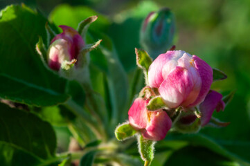 An elegant apple blossom bud in macro, white petals gently edged with pink, in defocus.