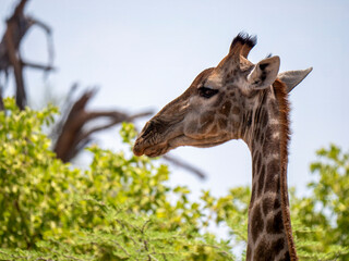 Head of a southern giraffe (Giraffa giraffa) in Hwange National Park.