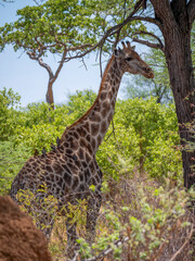 Yellow-billed oxpecker (Buphagus africanus) on a southern giraffe (Giraffa giraffa) in Hwange National Park.