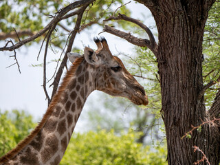 Head of a southern giraffe (Giraffa giraffa) in Hwange National Park.