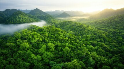 Rainforest scenes nature concept. Stunning aerial view of a lush green forest under a bright sunrise, nature's beauty revealed.