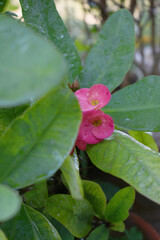 Close up of beautiful red Euphorbia milii, the crown of thorns, called Corona de Cristo. Crown of thorn flower. red Euphorbia milii flower in the garden, Blooming Euphorbia milii, bunch flowers shot