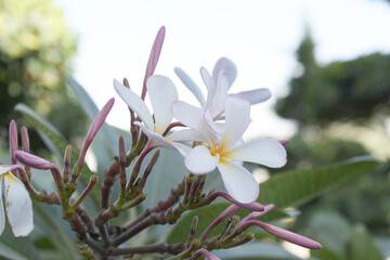 Plumeria obtusa, the frangipani, is a species of the genus Plumeria, beautiful little blooming Plumeria obtusa flowers, the Singapore graveyard flower.cultivated fot its ornamental and fragrant flower