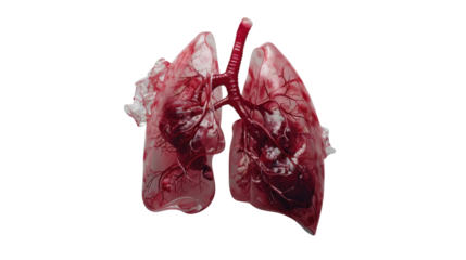 Transparent lungs showing bronchi and blood vessels on transparent background