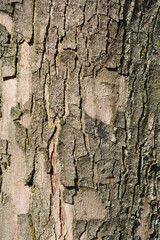 Silver maple bark detail