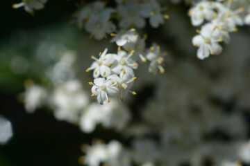 Black Elder flowers